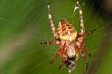 Araneus_diadematus_D6158_Z_88_Les Gris_Frankrijk